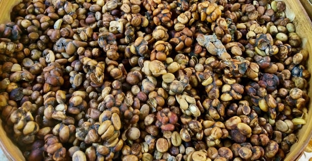 cafe-kopi-luwak-granos