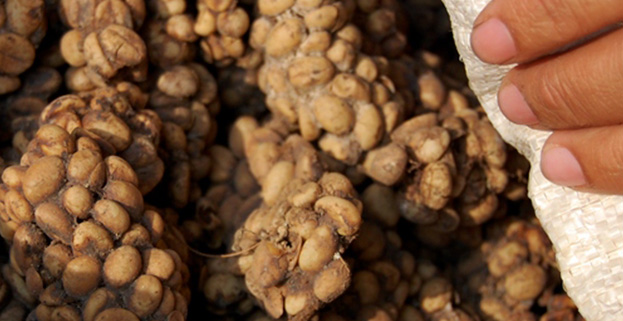 granos-cafe-kopi-luwak