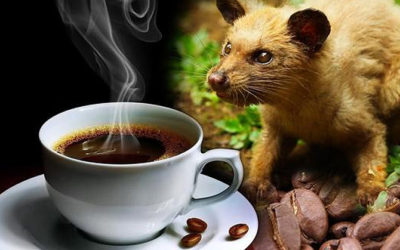 ¿Qué es el Kopi Luwak?