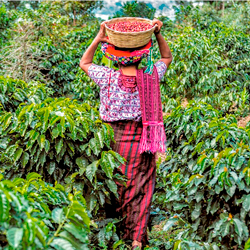 La Boutique del Café - Café Guatemala Volcán de Oro