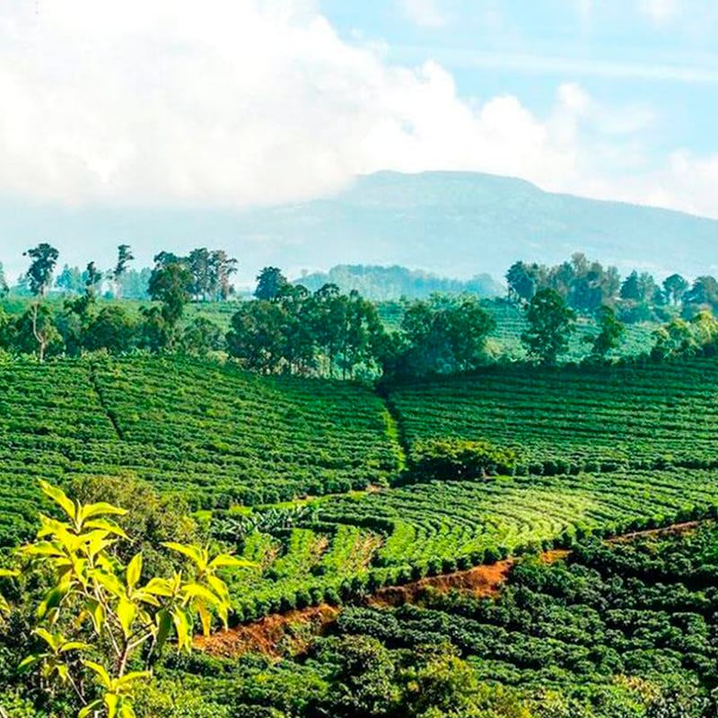 Costa Rica Tarrazú Un café arábica cultivado entre 1.200 y 1.800?m de altitud, conocido por su aroma floral y sabor equilibrado: dulce, cítrico y con matices de albaricoque. Muy suave y redondo en boca