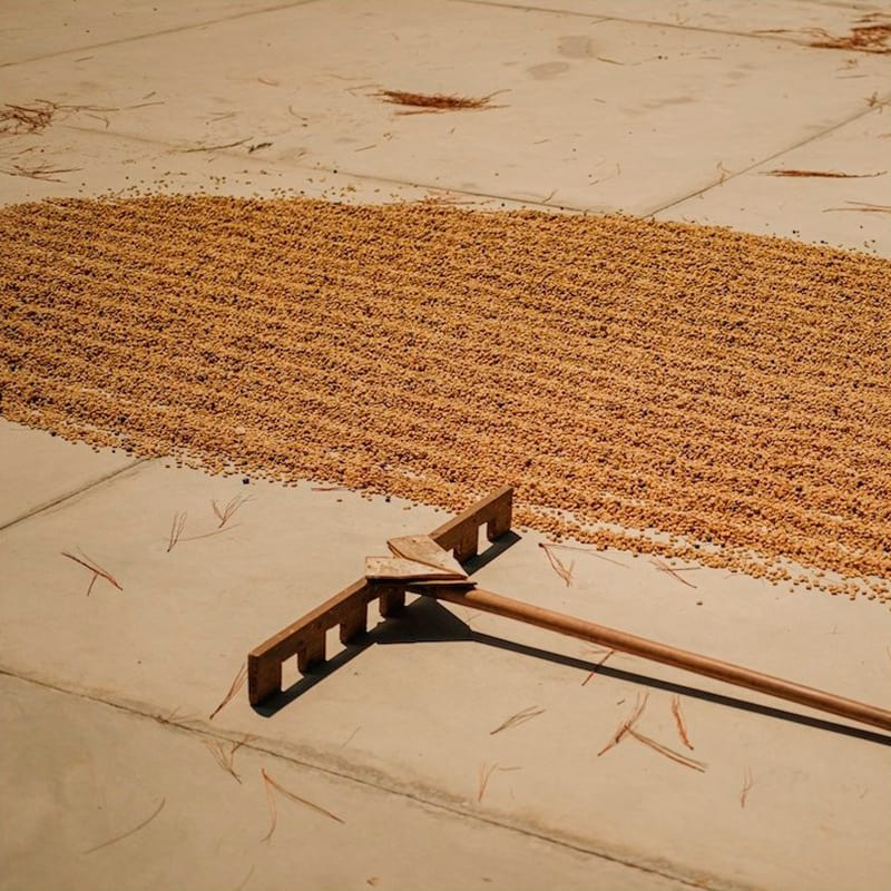 Guatemala Finca San Miguel Ricardo Chacón 85,75 puntos SCA. Notas a chocolate con leche, miel, mantequilla y naranja. Cuerpo redondo y sabor dulce con cierta complejidad estructurada gracias al proceso lavado con fermentación sumergida