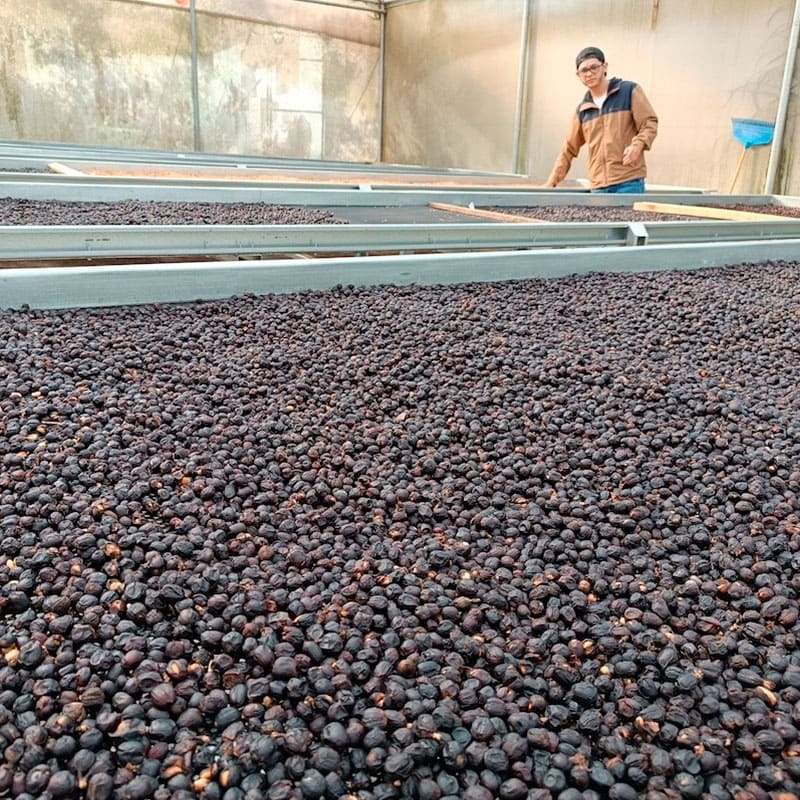 Panamá Geisha Finca Lucich Panamá Geisha Finca Lucich. Considerado uno de los granos más exclusivos del mundo por su perfil aromático floral y frutal.